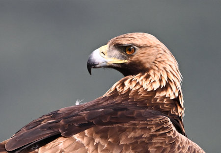 Portrait of a Golden Eagle (Aquila chrysaetos)の写真素材