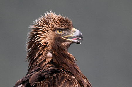 Portrait of a Golden Eagle (Aquila chrysaetos)