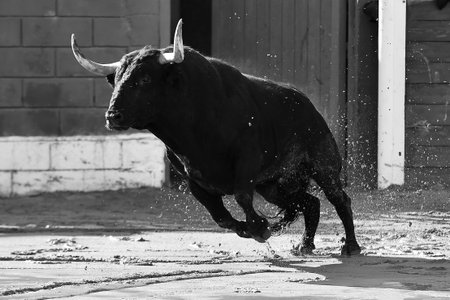 spanish black bull with big horns running on spanish bullringの写真素材