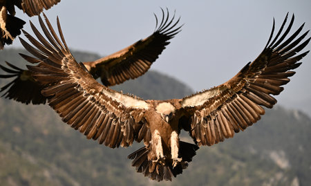 Griffon vulture (Gyps fulvus) in flightの写真素材