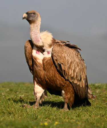 Griffon Vulture (Gyps fulvus) on a meadowの写真素材