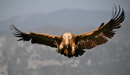 Griffon Vulture (Gyps fulvus) in flightの写真素材
