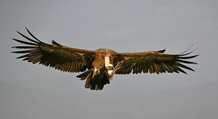 Griffon Vulture (Gyps fulvus) in flight