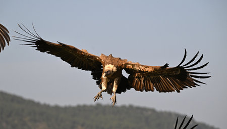 Griffon Vulture (Gyps fulvus) in flight