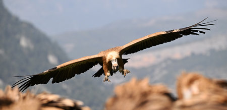 Griffon vulture (Gyps fulvus) in flightの写真素材