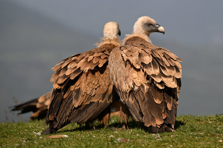 Griffon Vultures (Gyps fulvus)