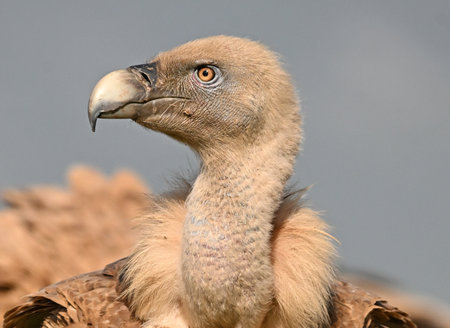 Griffon Vulture (Gyps fulvus) portraitの写真素材