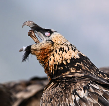 Portrait of a vulture with a bone in its beakの写真素材