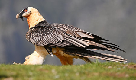 bearded vulture in spainの写真素材