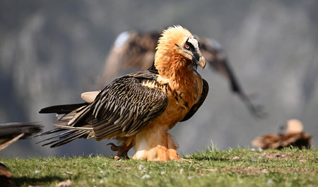 A strong bearded vulture (gypaetus barbatus)