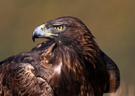 White-tailed Eagle (Aquila chrysaetos)