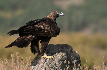 Golden Eagle, Aquila chrysaetos, single bird on rock, Spain