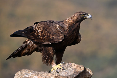 Golden Eagle, Aquila chrysaetos, single bird on rock, South Africa