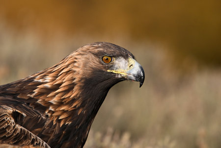 White-tailed Eagle (Aquila chrysaetos)