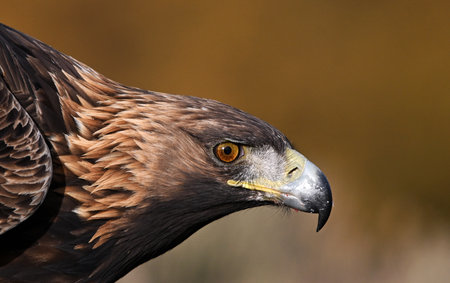 Portrait of a golden eagle (Aquila chrysaetos)