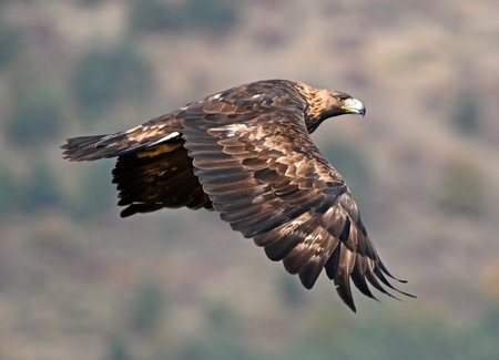 White-tailed Eagle (Haliaeetus albicilla)