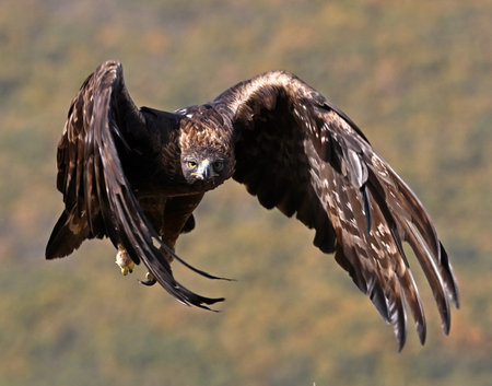 White-tailed Eagle (Haliaeetus albicilla)