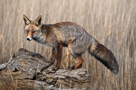 Red fox (Vulpes vulpes) standing on a stump in the field