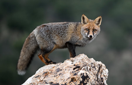 Red fox (Vulpes vulpes) standing on a rock
