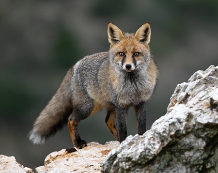 Red fox, Vulpes vulpes, single mammal on rock, South Africa