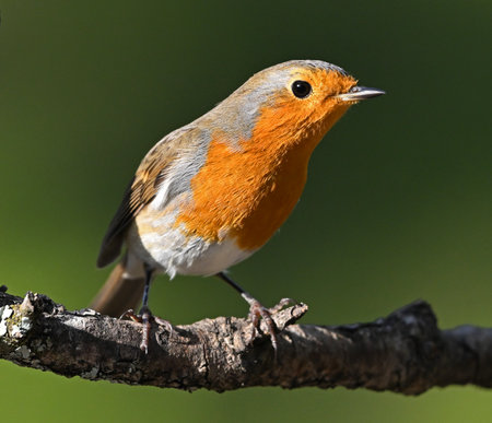 Robin, Erithacus rubecula, perched on a branch