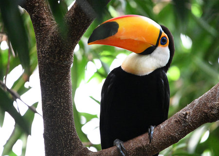 Toucan - Ramphastos toco sitting on a branch