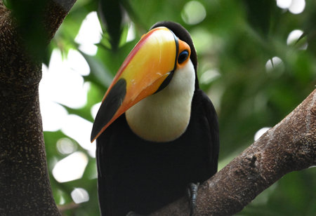 Toucan - Ramphastos toco sitting on a branch