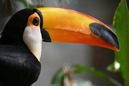 Toucan - Ramphastos toco in the rainforest