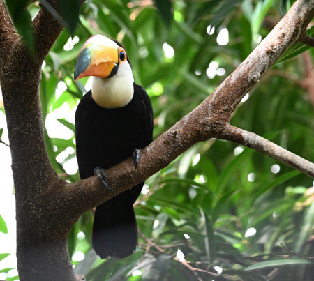 Toucan sitting on a branch in the rainforest of Costa Rica