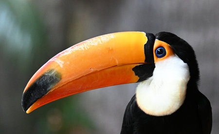 Toucan,Ramphastos toco, single bird on branch, Brazil