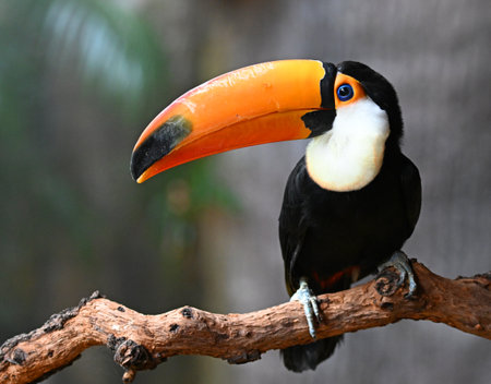 Toucan, Ramphastos toco, single bird on branch, Brazil