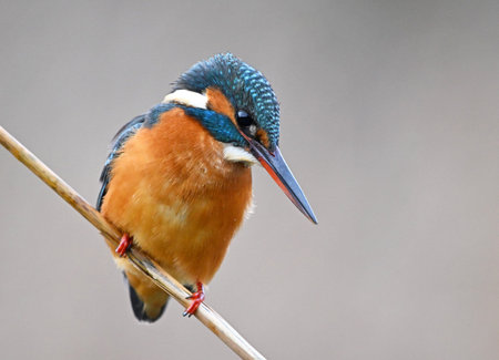 Common Kingfisher (Alcedo atthis) perched on a branch