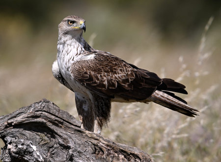 a beautiful Bonelli's eagle in Extremadura, Spainの写真素材