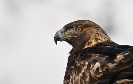 Close-up of a Golden Eagle (Aquila chrysaetos)