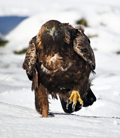 Golden Eagle (Haliaeetus albicilla) in the snowの写真素材