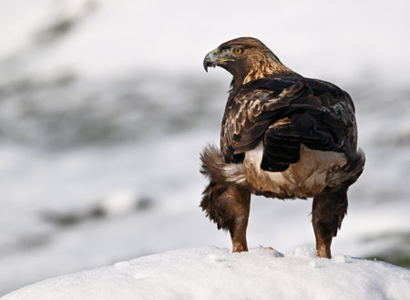 Golden Eagle (Aquila chrysaetos) on snow