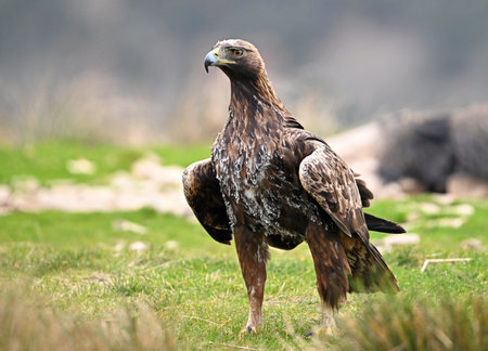 golden eagle (aquila chrysaetos) in the mountain on spain