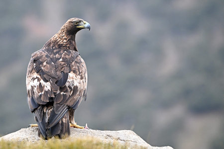 golden eagle (aquila chrysaetos) in the mountain on spain
