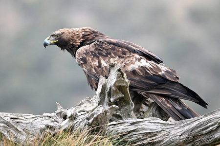 golden eagle (aquila chrysaetos) in the mountain on spain