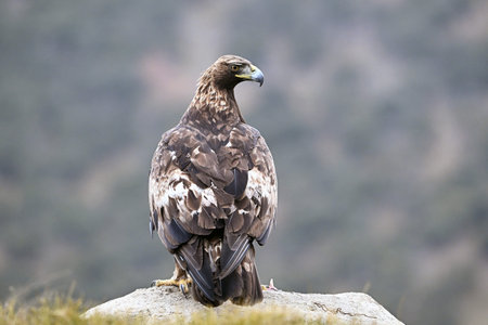 White-tailed Eagle (Haliaeetus albicilla)