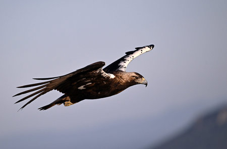 a majestic imperial eagle (aquila adalberti) in spain