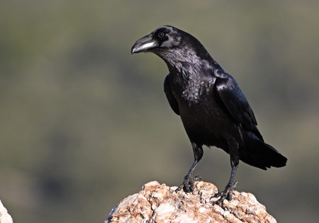 Rook, Corvus corax, single bird on rock, South Africa