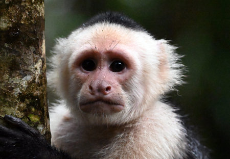 Capuchin monkey close-up portrait in the rainforest of Costa Rica