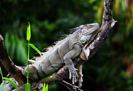 Iguana on a tree branch in the rainforest of Costa Rica