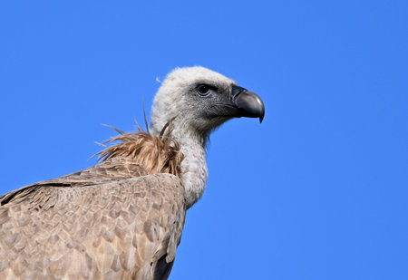 Griffon Vulture (Gyps fulvus) against a blue skyの写真素材