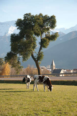 Cows pasturesの写真素材