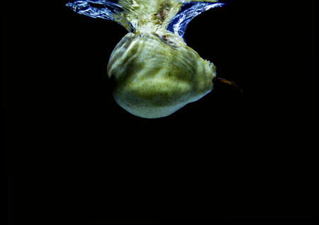 Fruit underwaterの写真素材