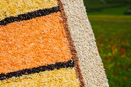 Picture made with seeds and colored lentils with colorful flowers in background, outside near Castelluccio di Norcia during the flowering, June 2020.の写真素材