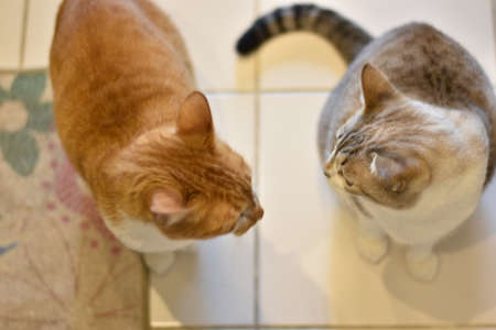 Two cute cats talking one yellow other gray and whiteのeditorial素材