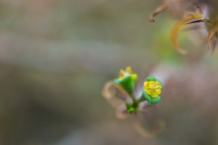 macro detail of a tropical cactus with little yellow flowers (Euphorbia milii keysiii)